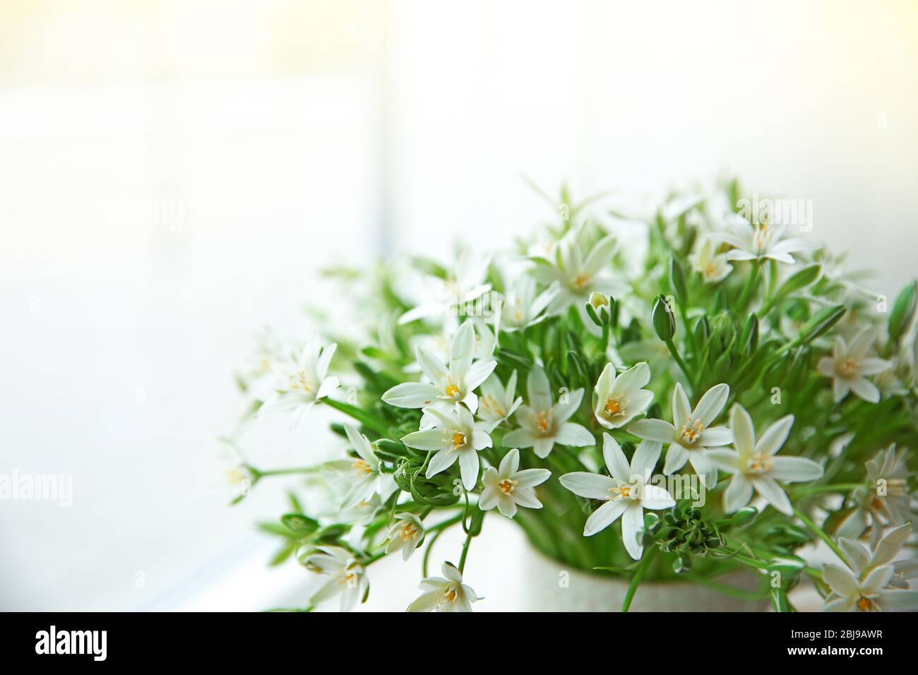 Bouquet of little white flowers on light background Stock Photo