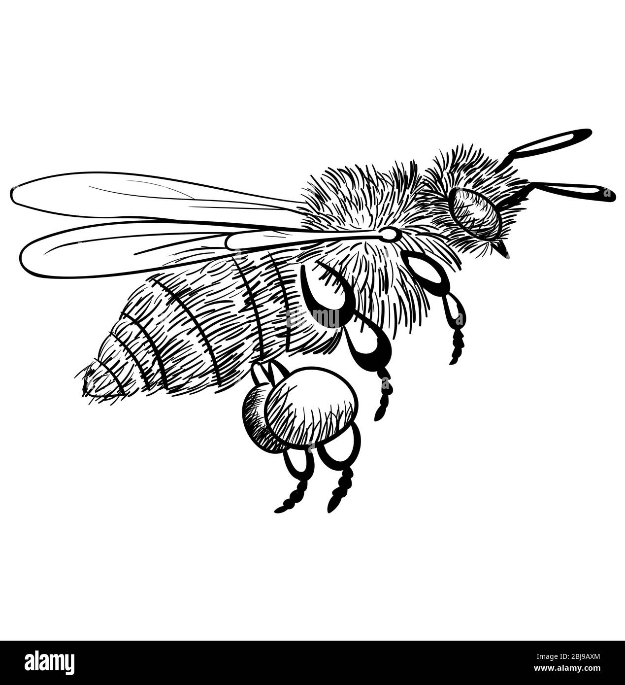 honey bee in fly, Isolated bee illustration on white Stock Vector Image ...