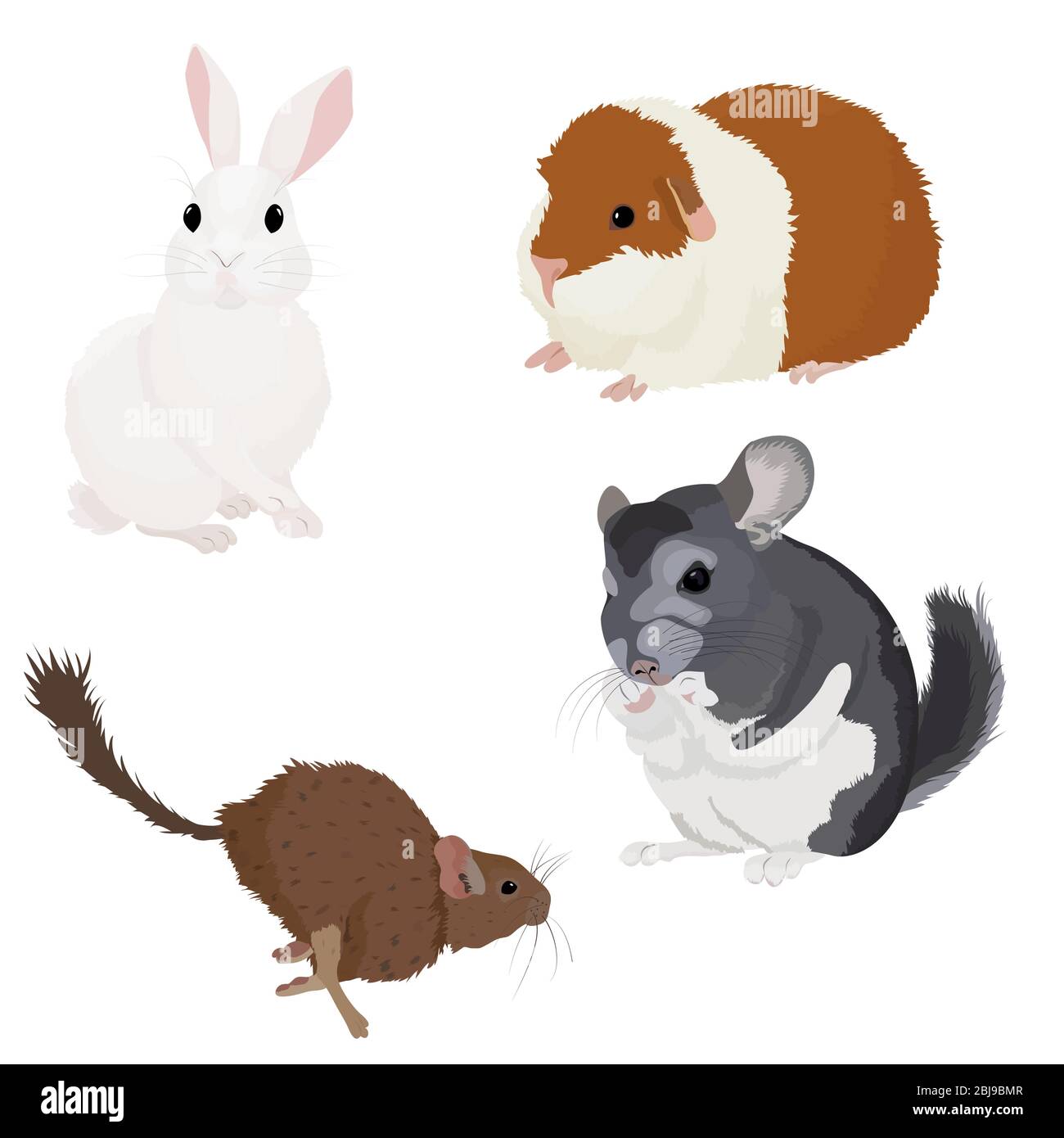 Bunny degu sales