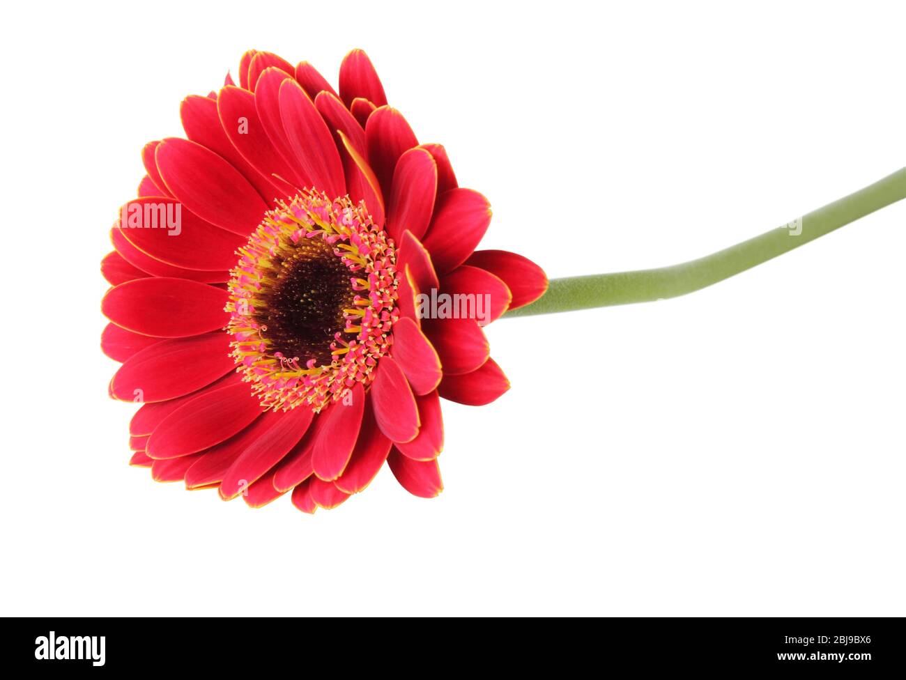 Beautiful red Gerbera (Daisy) lying isolated on white background, including clipping path. Germany Stock Photo