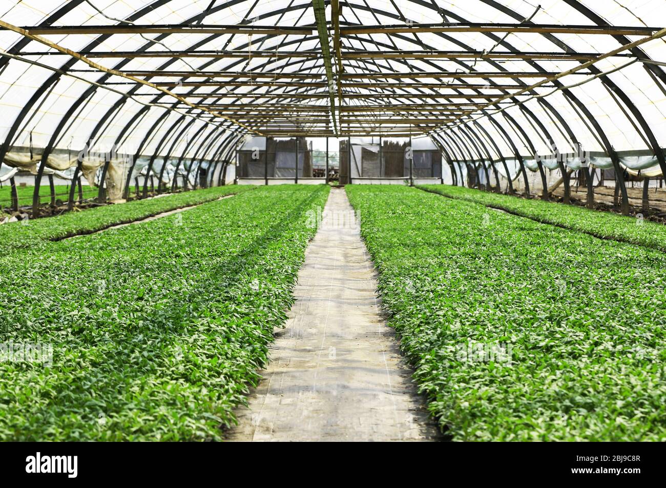 Young plants growing in greenhouse Stock Photo - Alamy