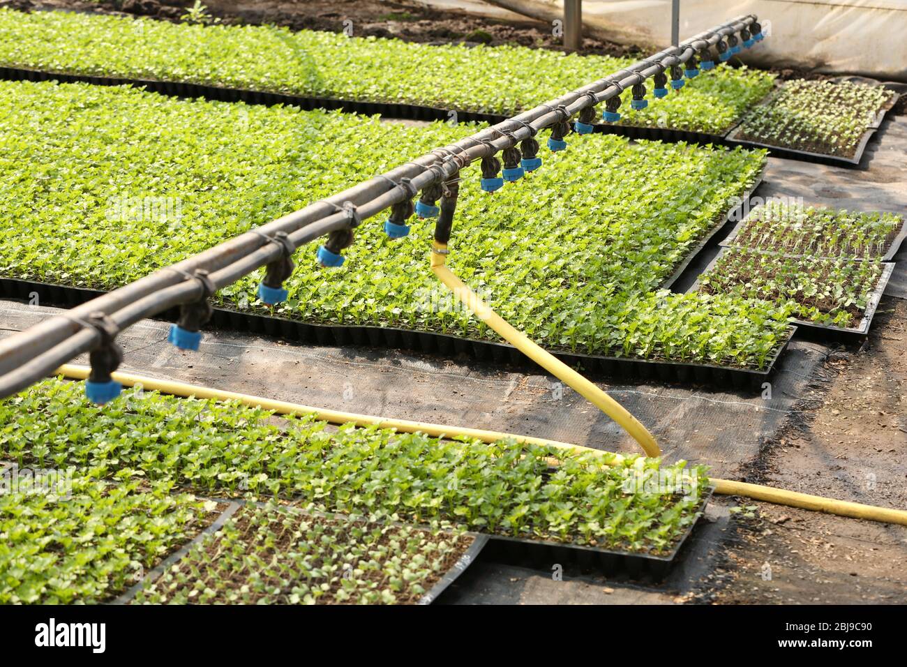 Greenhouse watering system in action Stock Photo Alamy