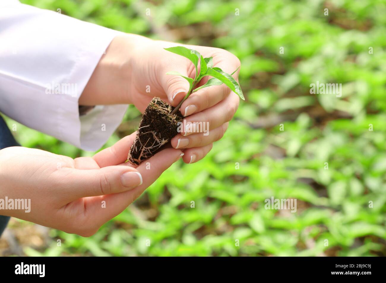 Female farmer at work in large greenhouse Stock Photo - Alamy