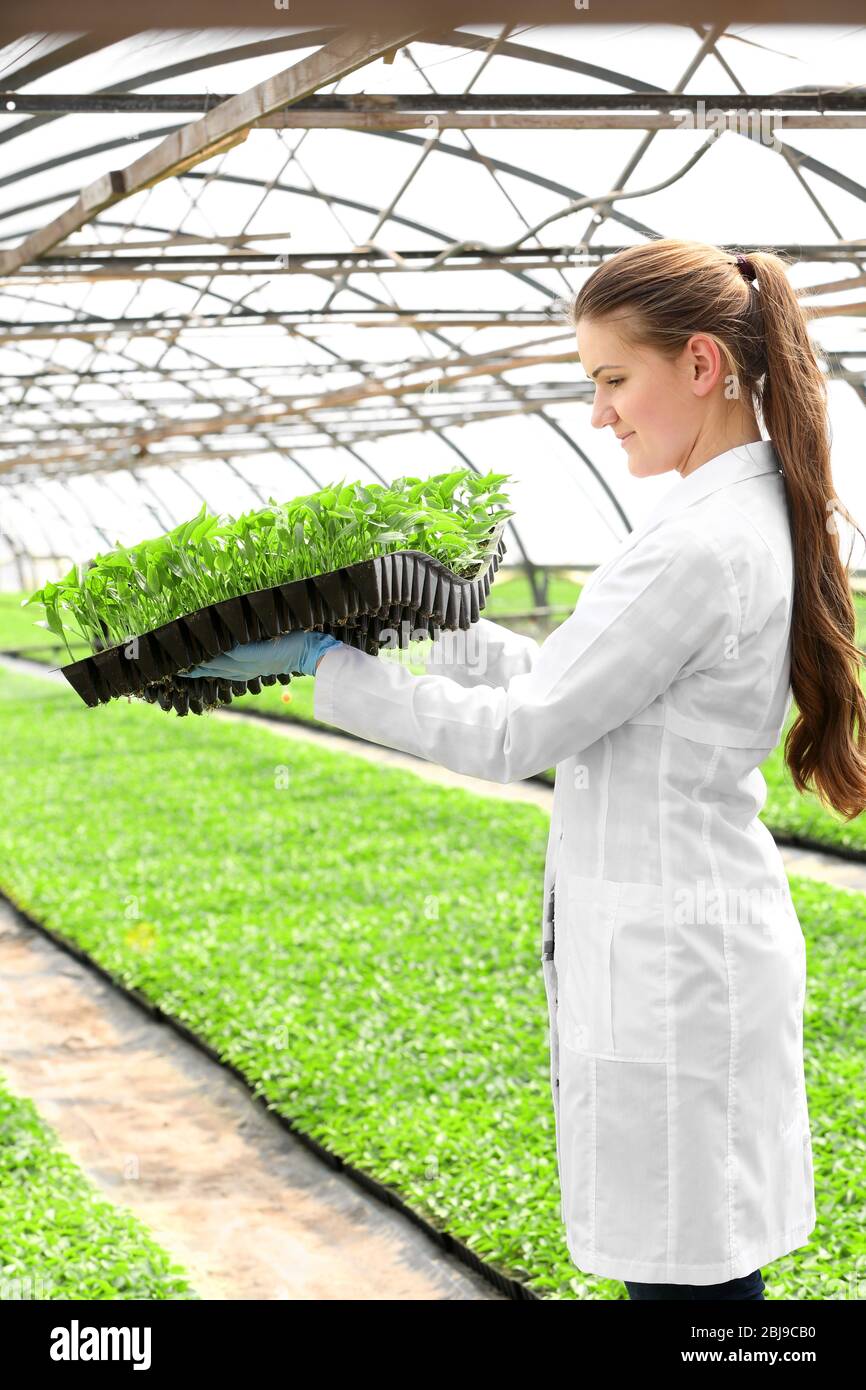 Female farmer working in large greenhouse Stock Photo - Alamy