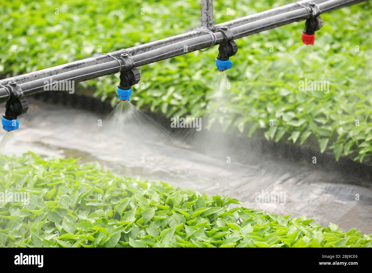 Greenhouse watering system in action Stock Photo