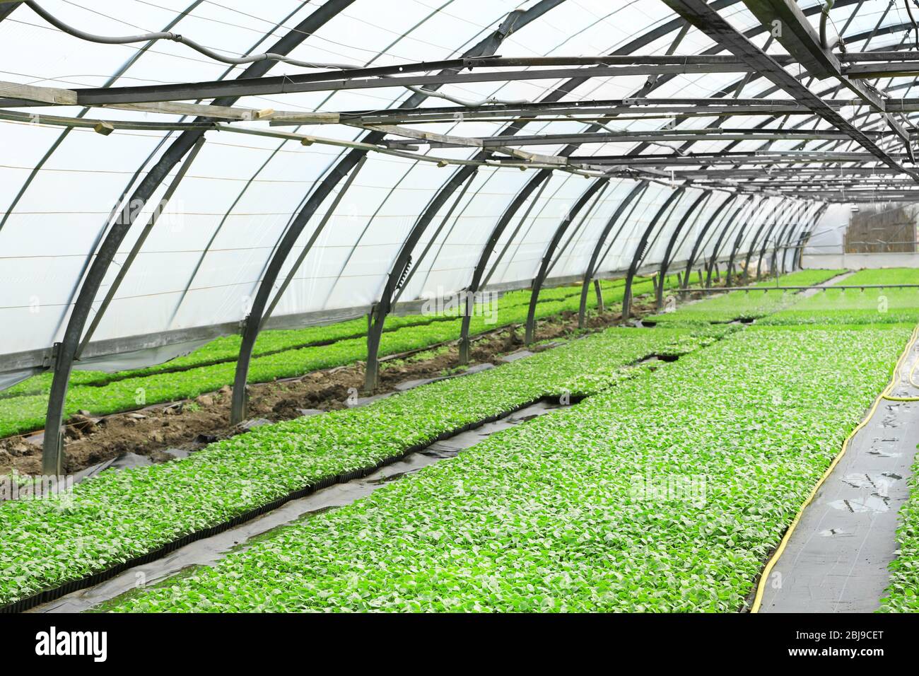 Young plants growing in greenhouse Stock Photo - Alamy