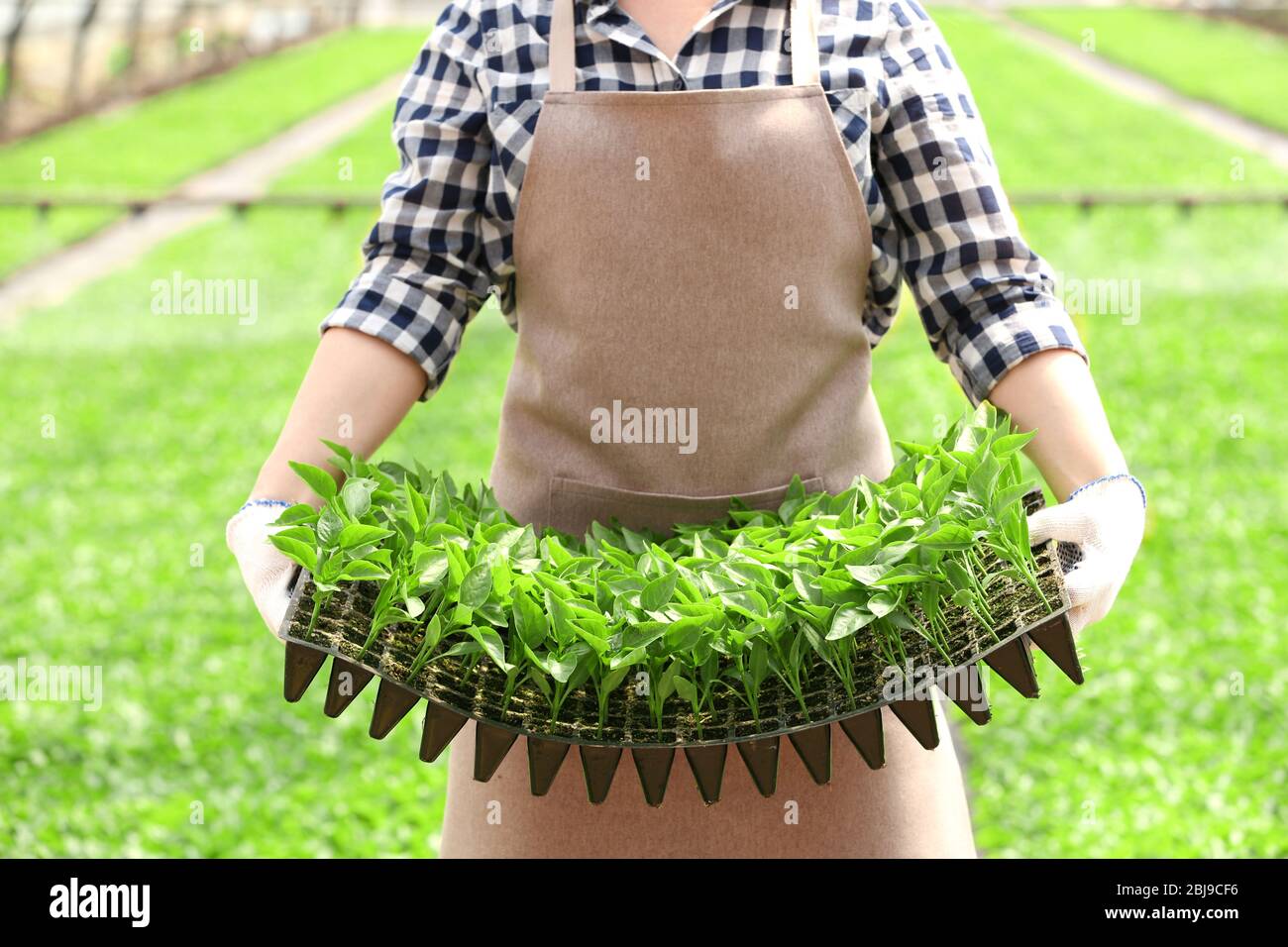 Female farmer working in large greenhouse Stock Photo - Alamy