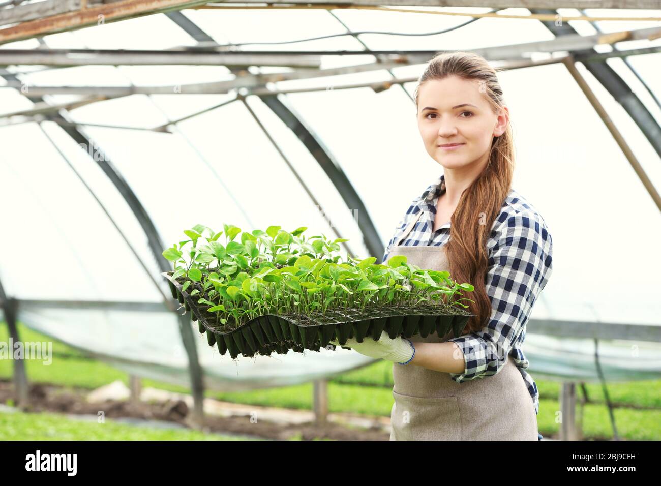 Female farmer working in large greenhouse Stock Photo - Alamy