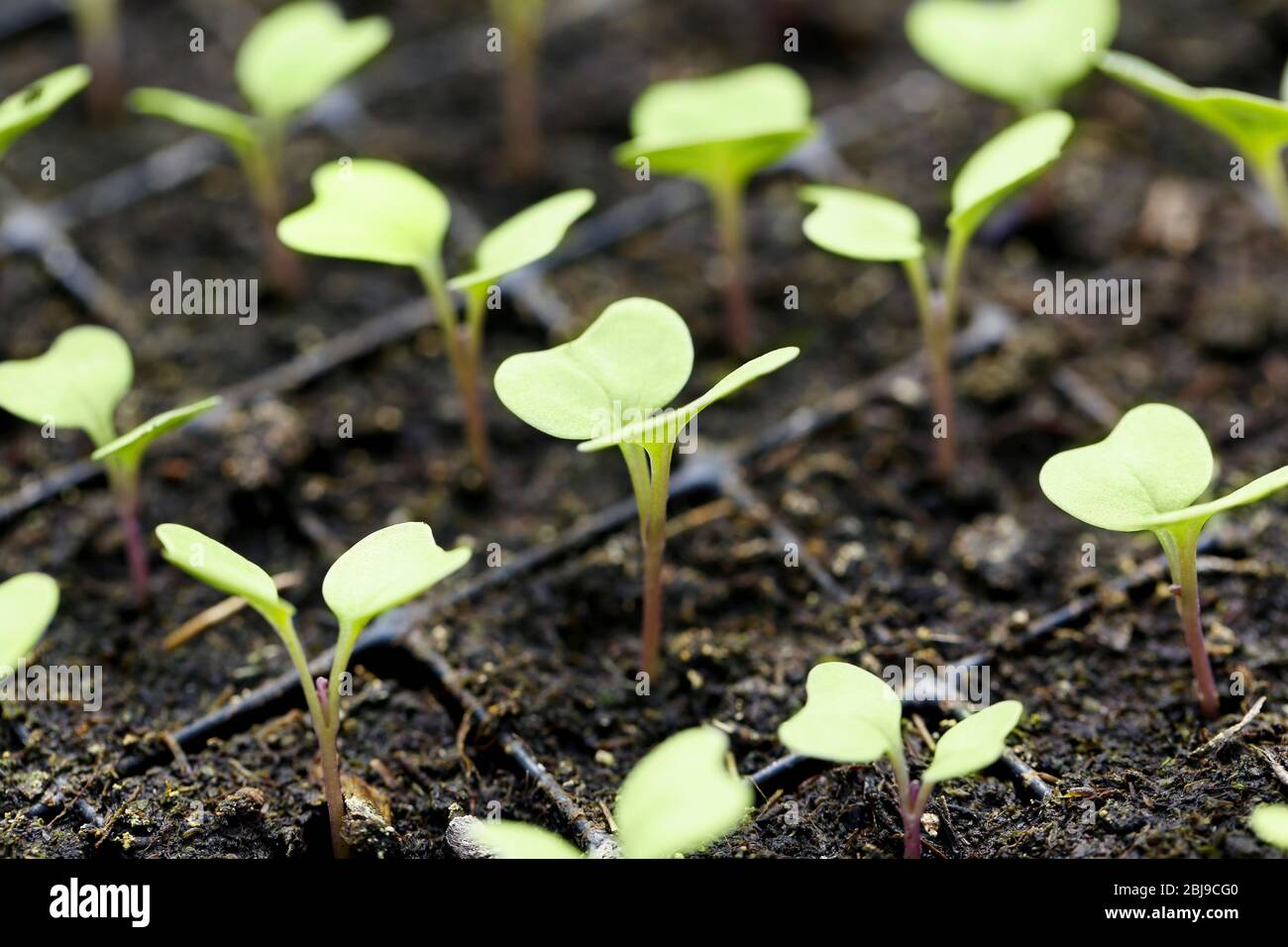 Young plants growing in greenhouse, closeup Stock Photo - Alamy