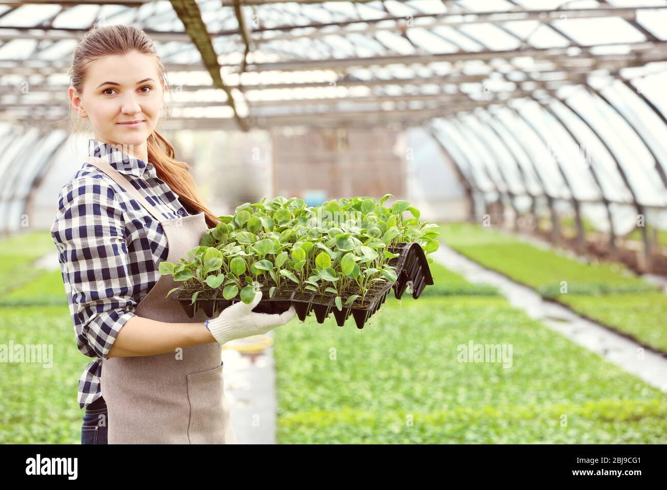 Female farmer working in large greenhouse Stock Photo - Alamy