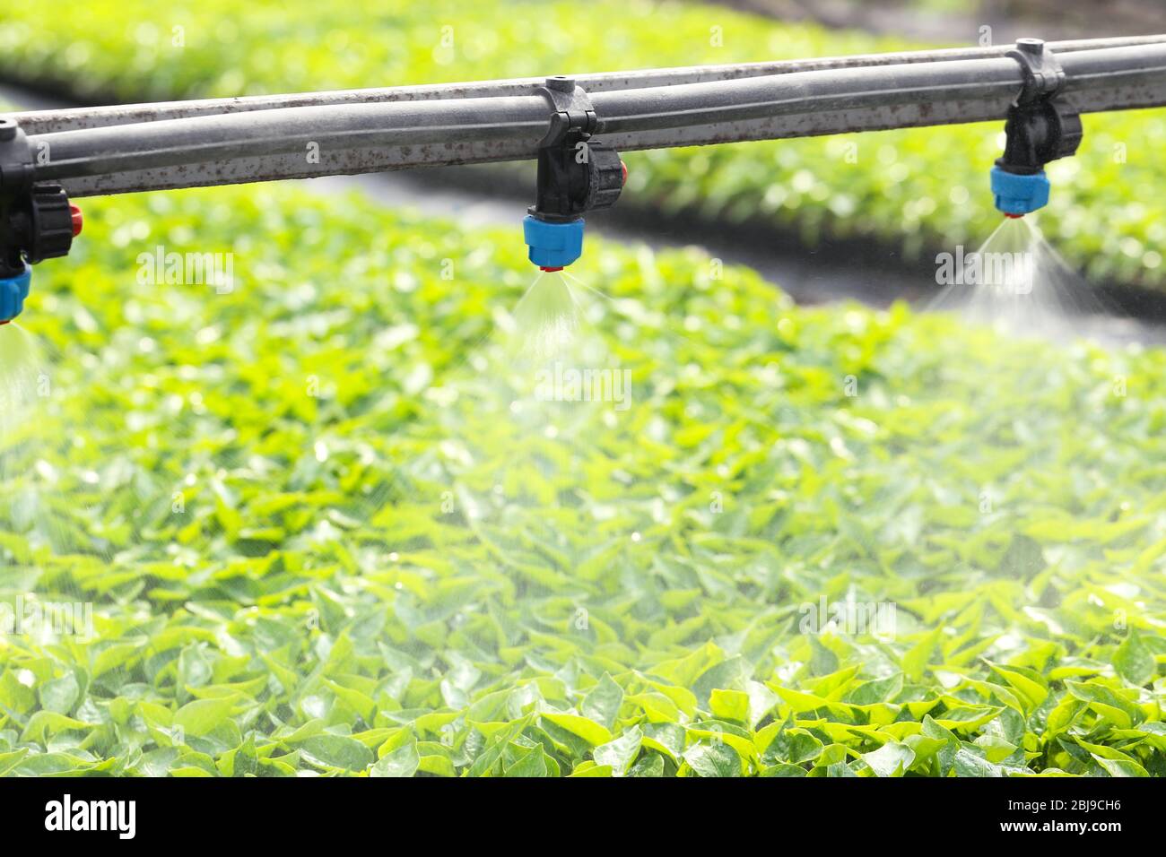 Greenhouse watering system in action Stock Photo Alamy