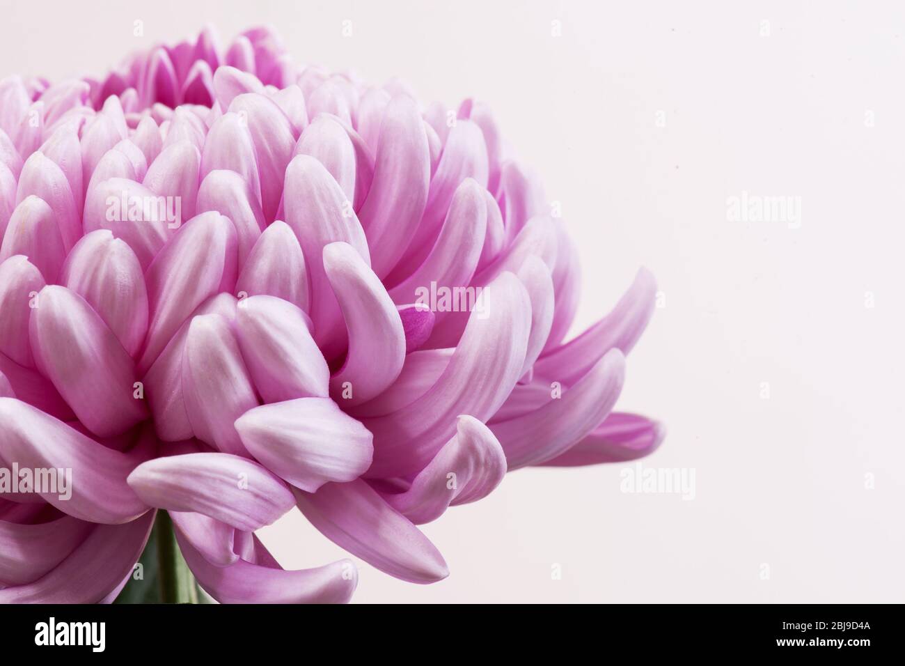 Chrysanthemum exhibition hi-res stock photography and images - Alamy