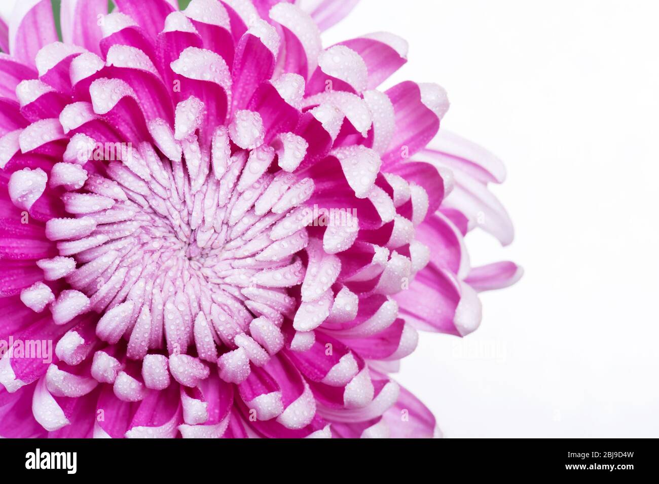 Chrysanthemum exhibition hi-res stock photography and images - Alamy