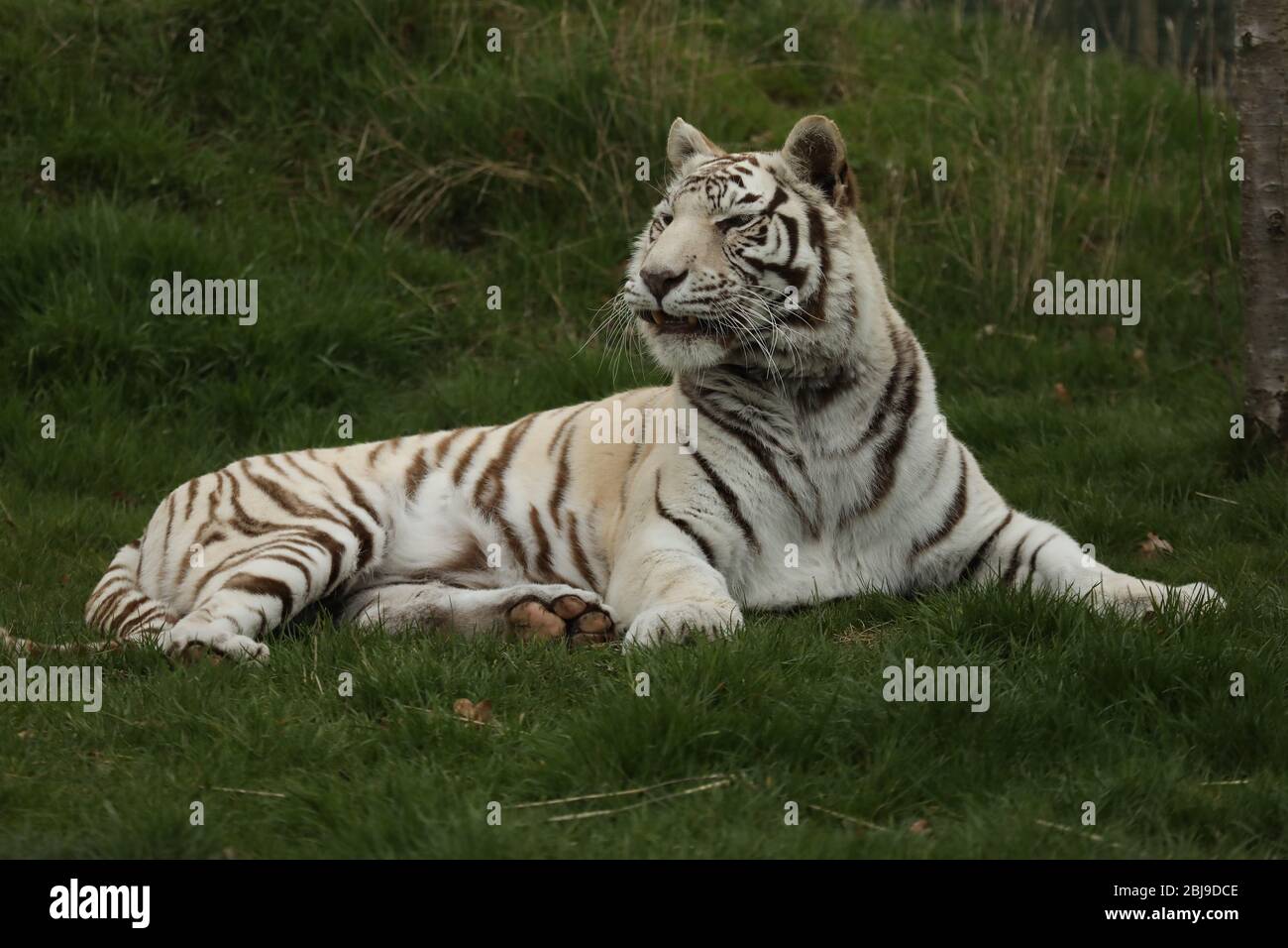 Majestic and powerful white captive tiger lying in the grass Stock Photo