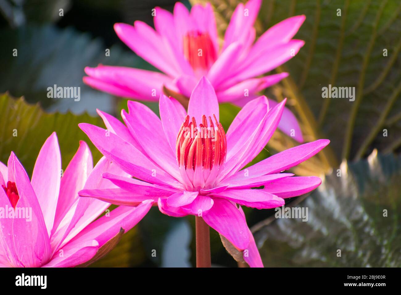 Tropical pink lotus (Nelumbo nucifera) blossom in India Stock Photo