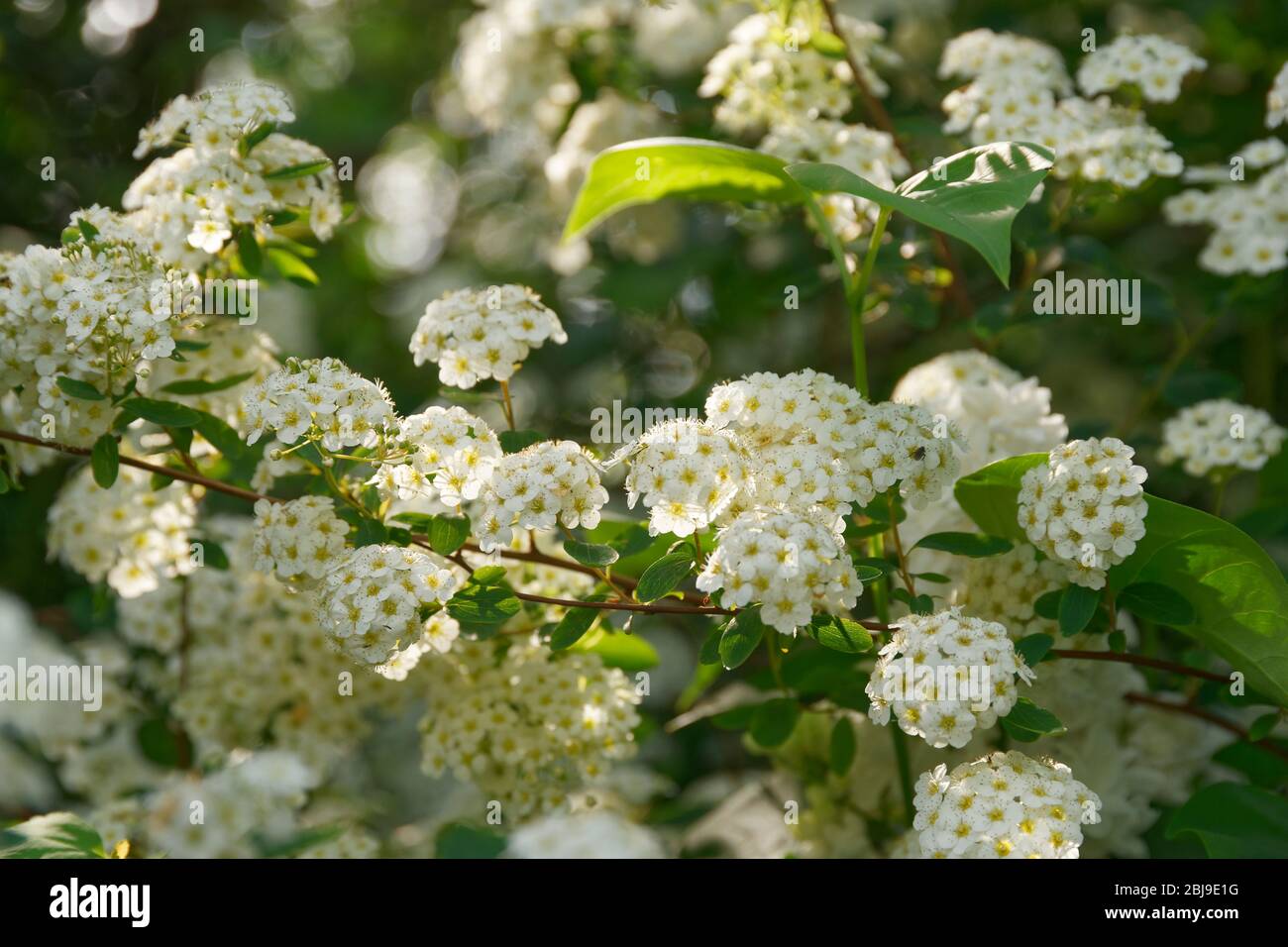Spirea (Spiraea x vanhouttei) in bloom in the garden, in may. 'Potager de Suzanne', Mayenne, Pays de la Loire, France Stock Photo