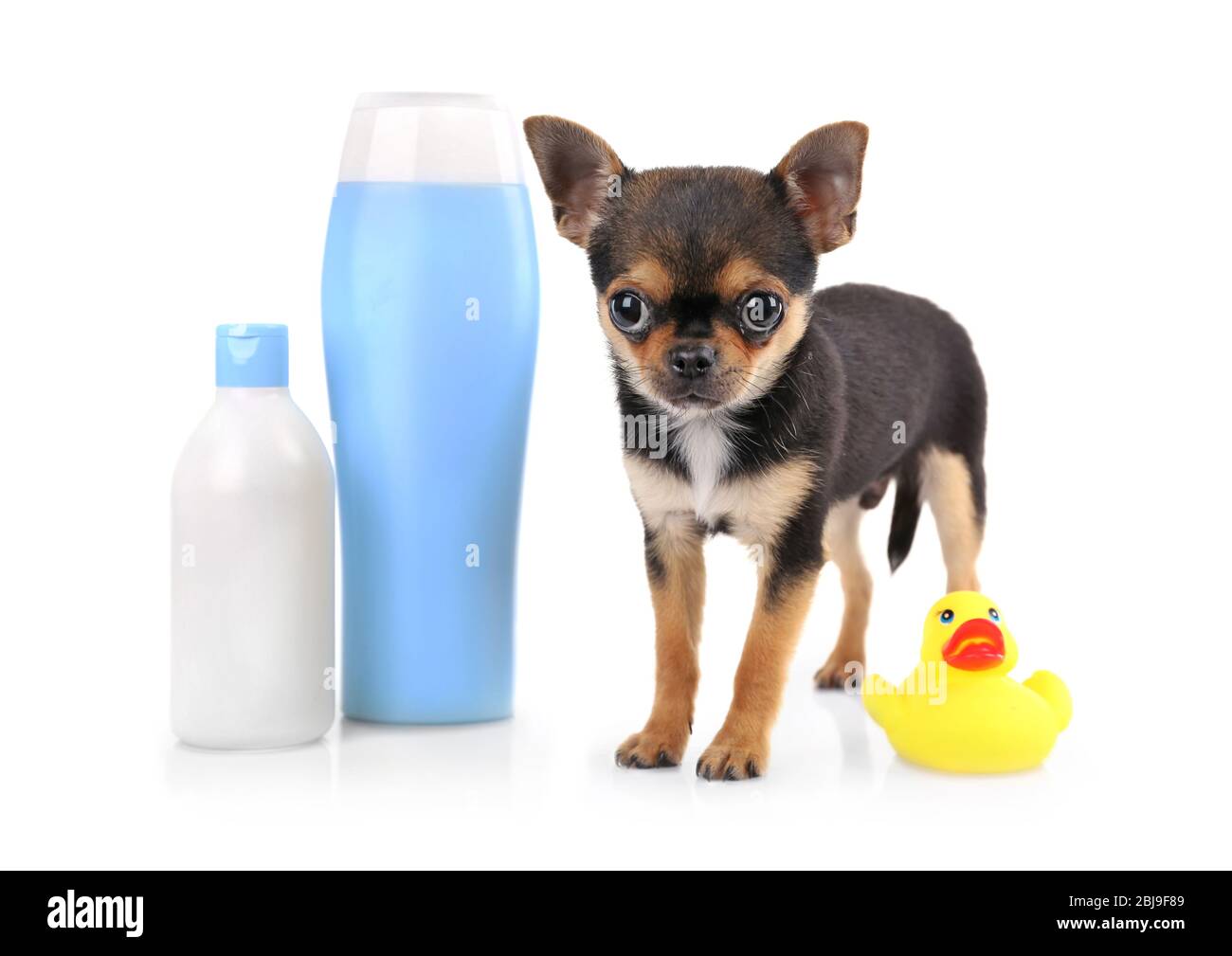 Chihuahua puppy and shampoo bottle isolated on white Stock Photo Alamy