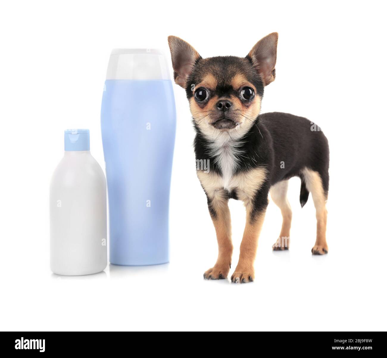 Chihuahua puppy and shampoo bottles isolated on white Stock Photo Alamy