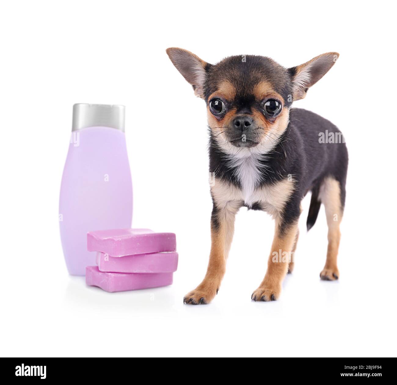 Chihuahua puppy, shampoo and soap isolated on white Stock Photo Alamy