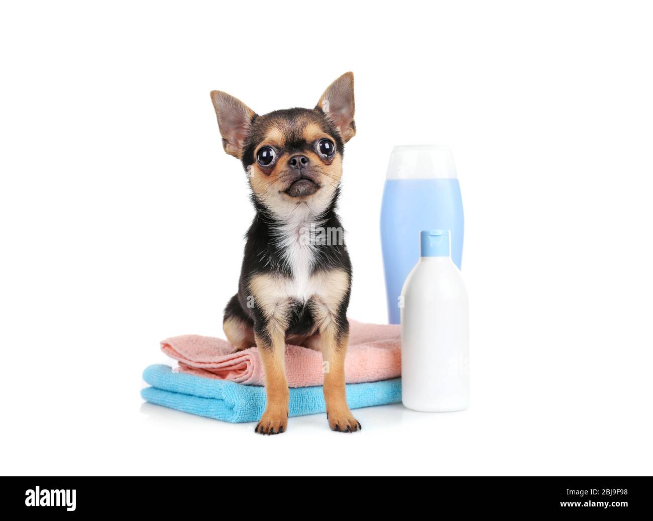 Chihuahua puppy, towels and shampoo bottles isolated on white Stock