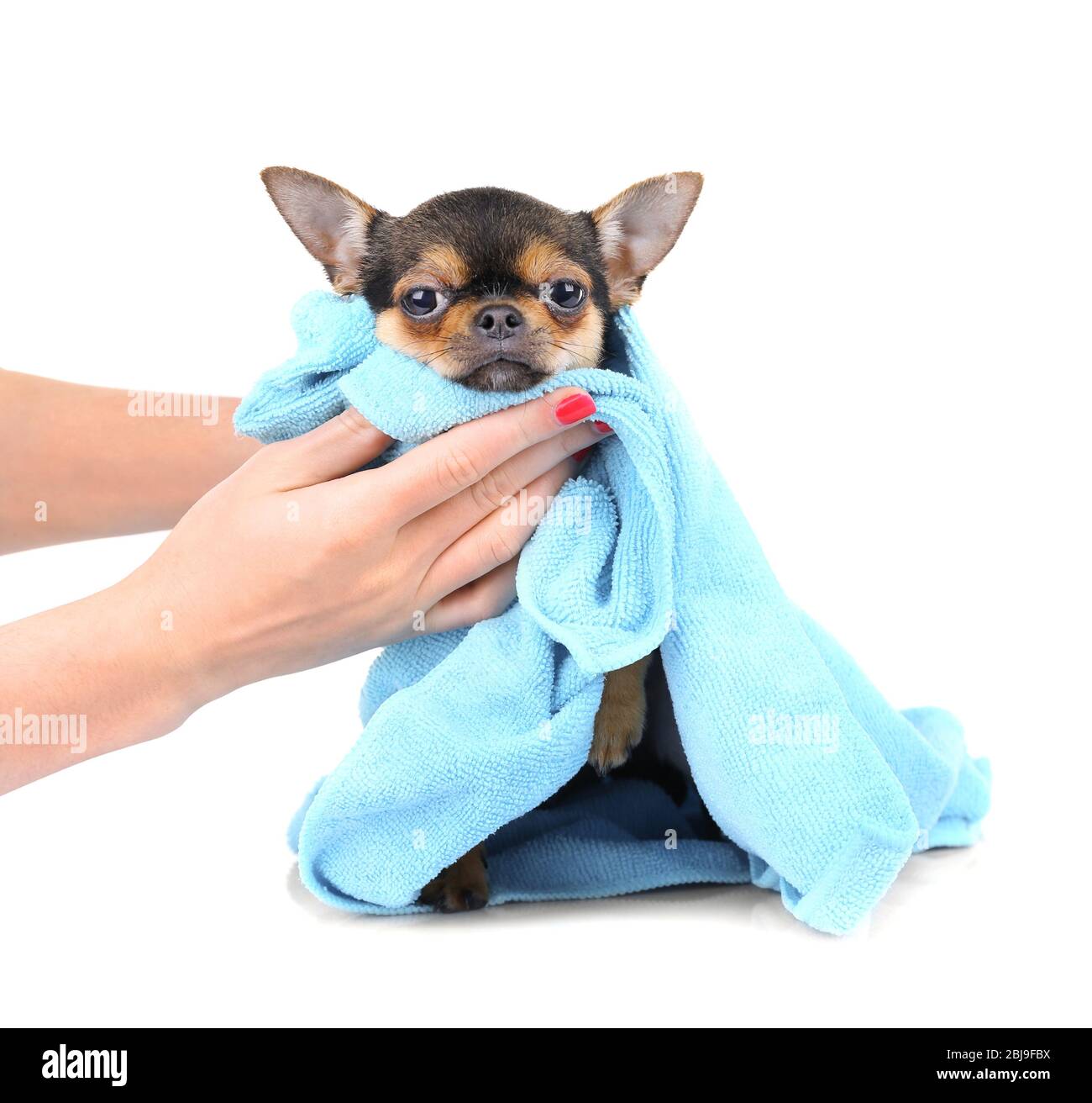 A closer look at Anxious Puppy Drying Off After Bath