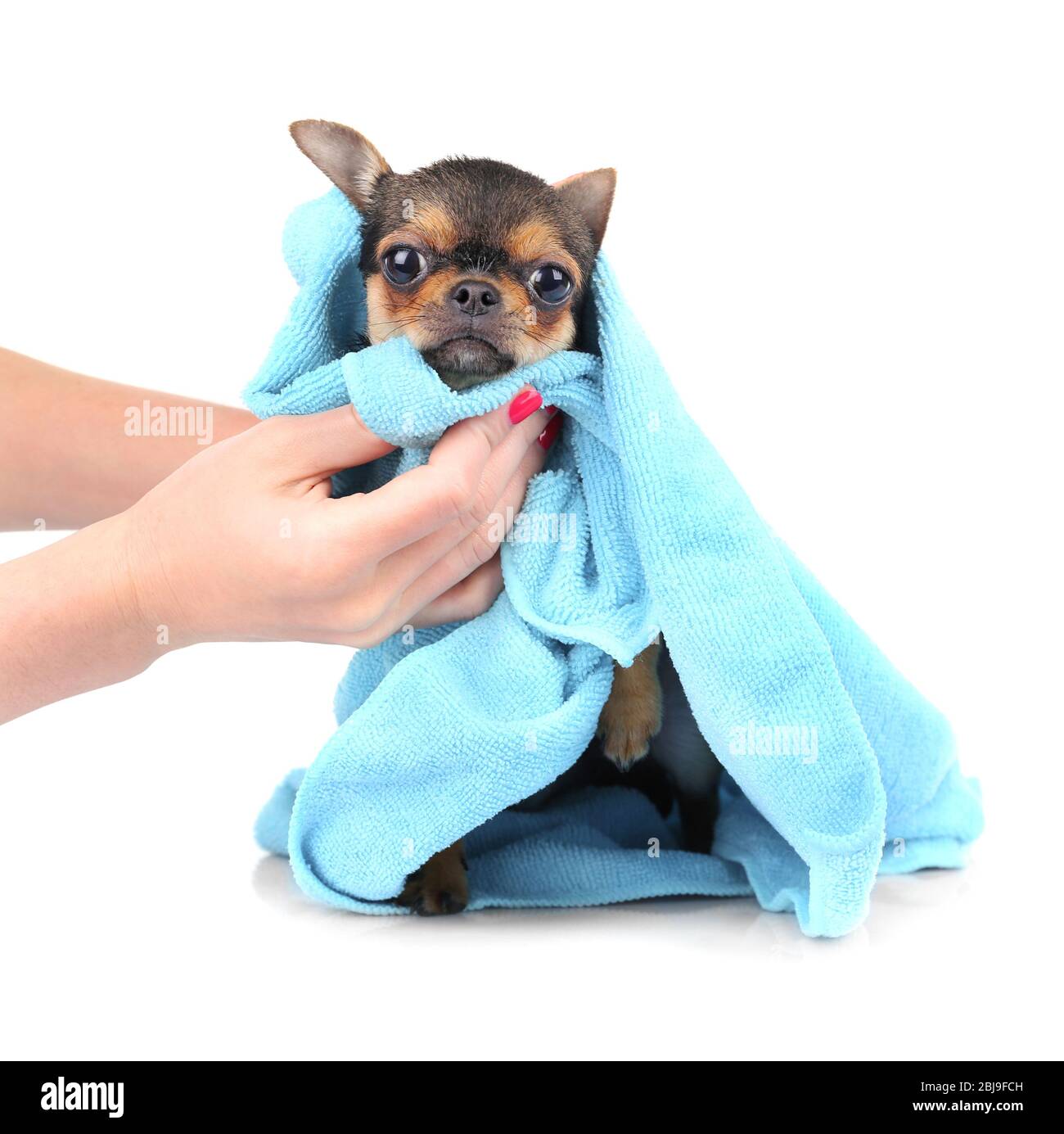 Image showcasing Female owner drying chihuahua puppy after bath isolated on white Stock ...