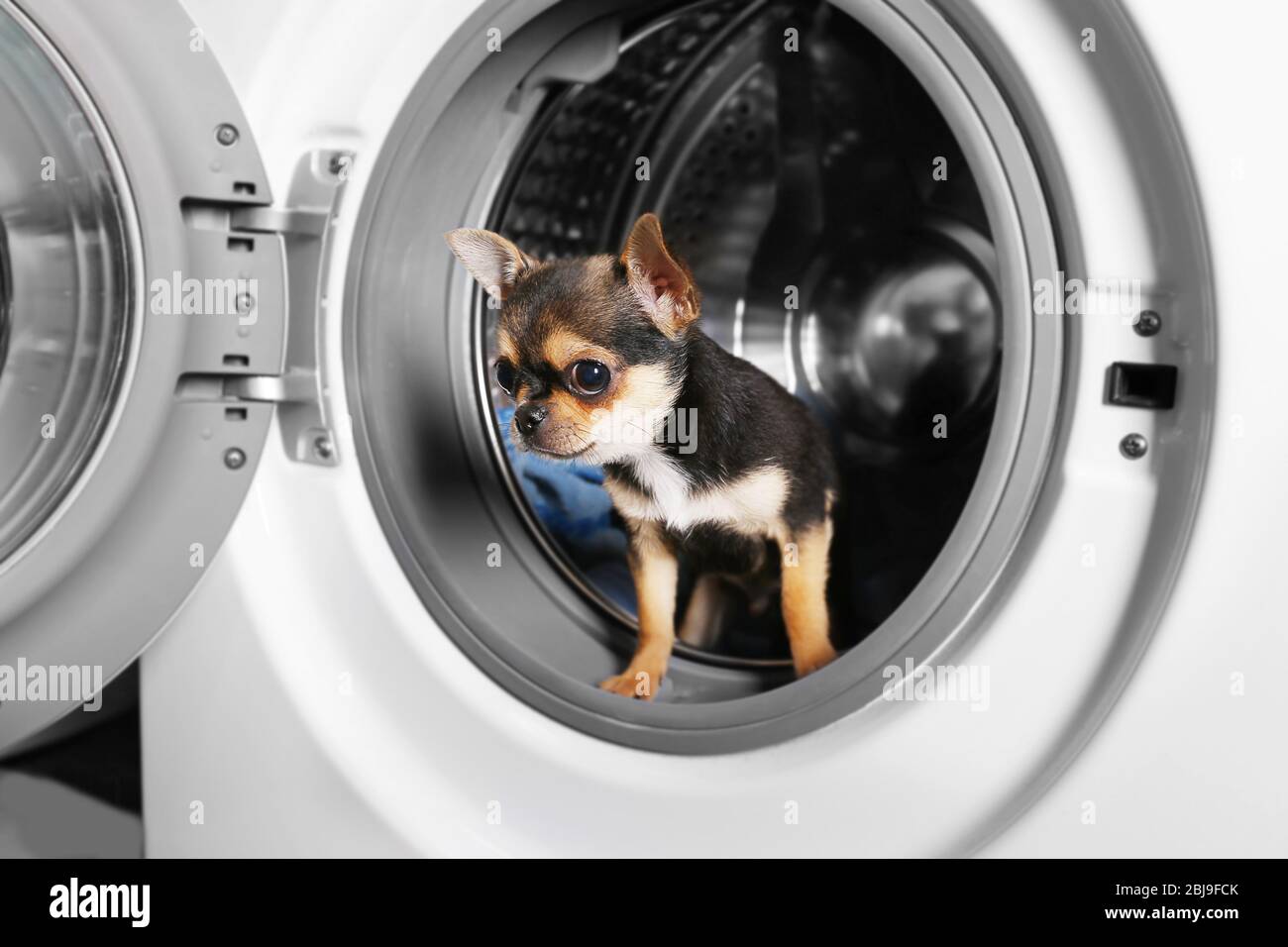 Dog washing machine hires stock photography and images Alamy