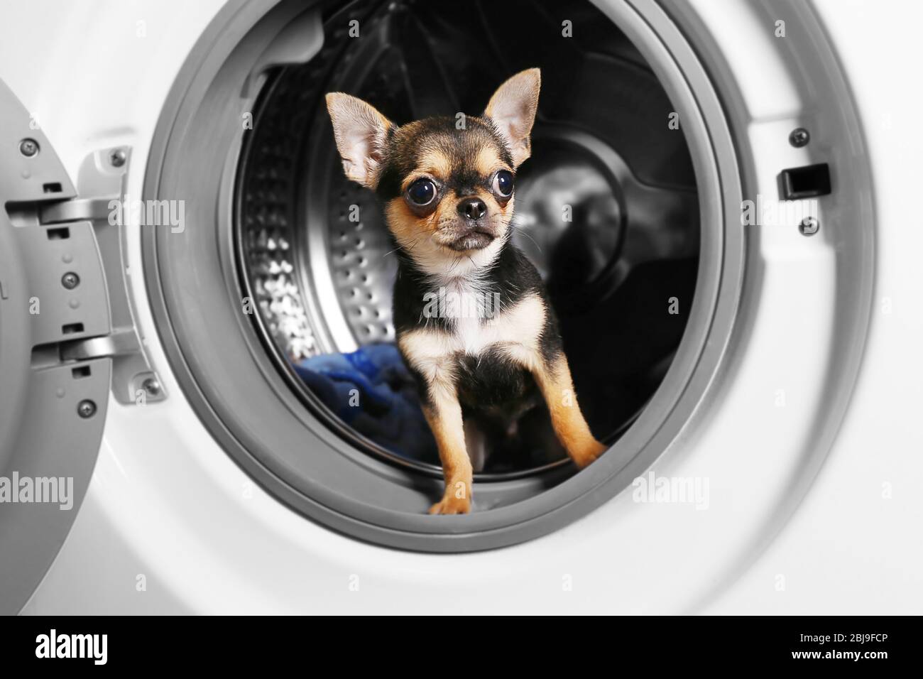 Dog after washing in a washing machine Stock Photo - Alamy