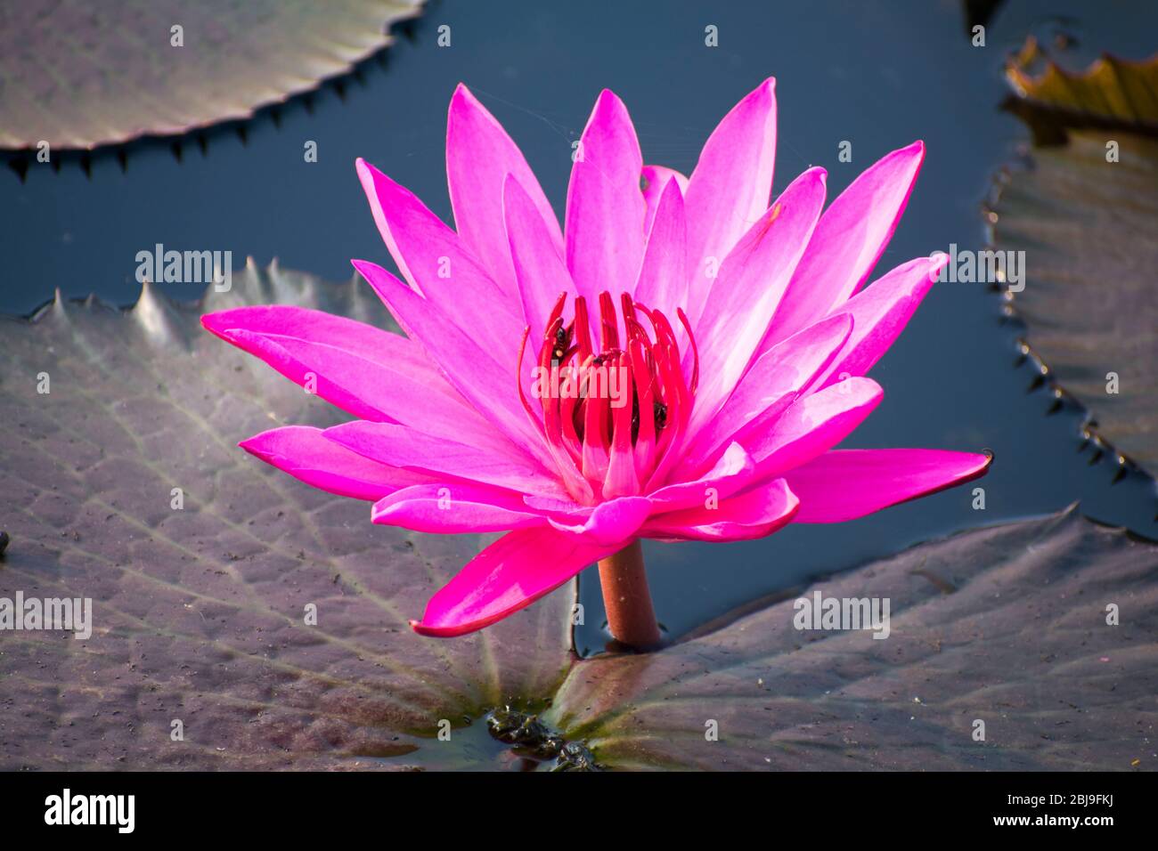 Tropical pink lotus (Nelumbo nucifera) blossom in India Stock Photo