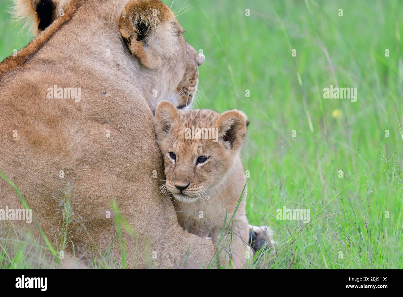 Masai Mara Reserve, Kenya Stock Photo