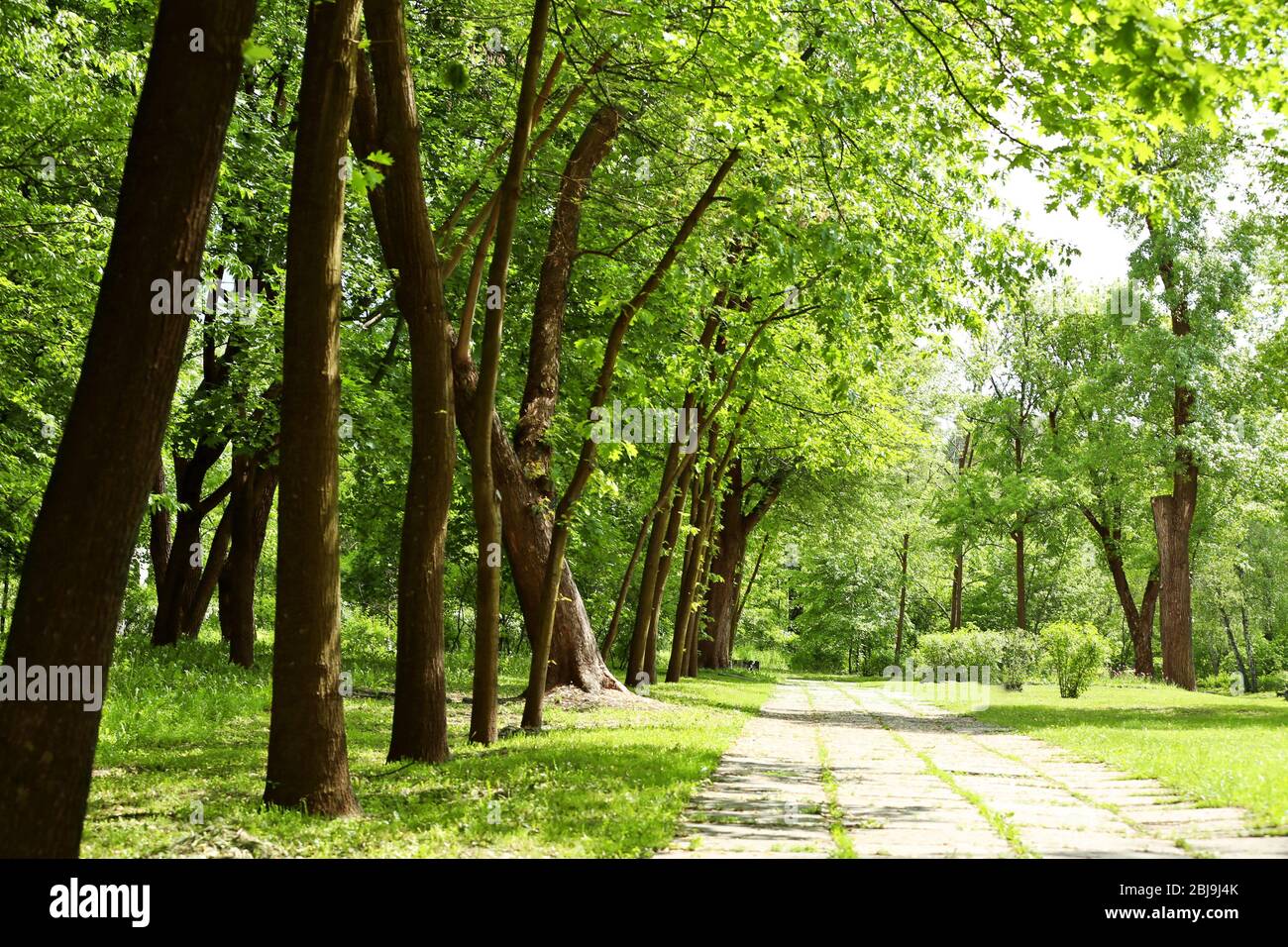 Walkway in summer park Stock Photo - Alamy