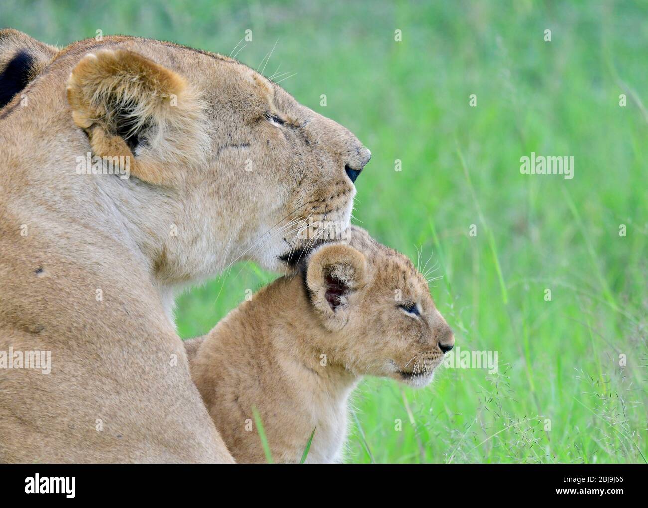 Masai Mara Reserve, Kenya Stock Photo