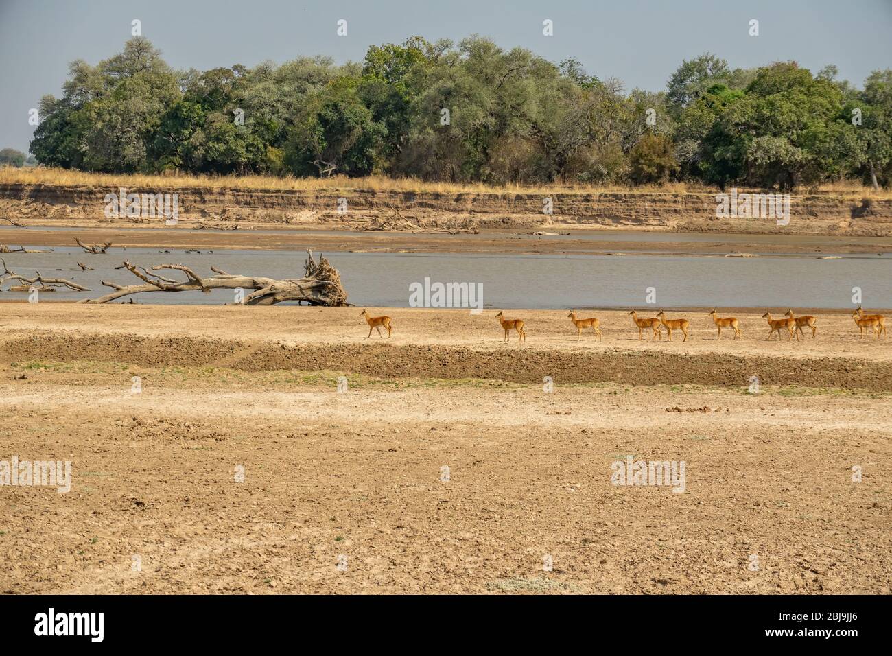 Group of Puku antelopes in a row near river looking for predator Stock Photo