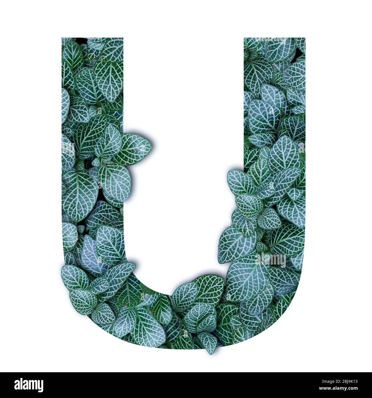 Nature concept alphabet of green leaves in alphabet letter U shapes  isolated Stock Photo - Alamy