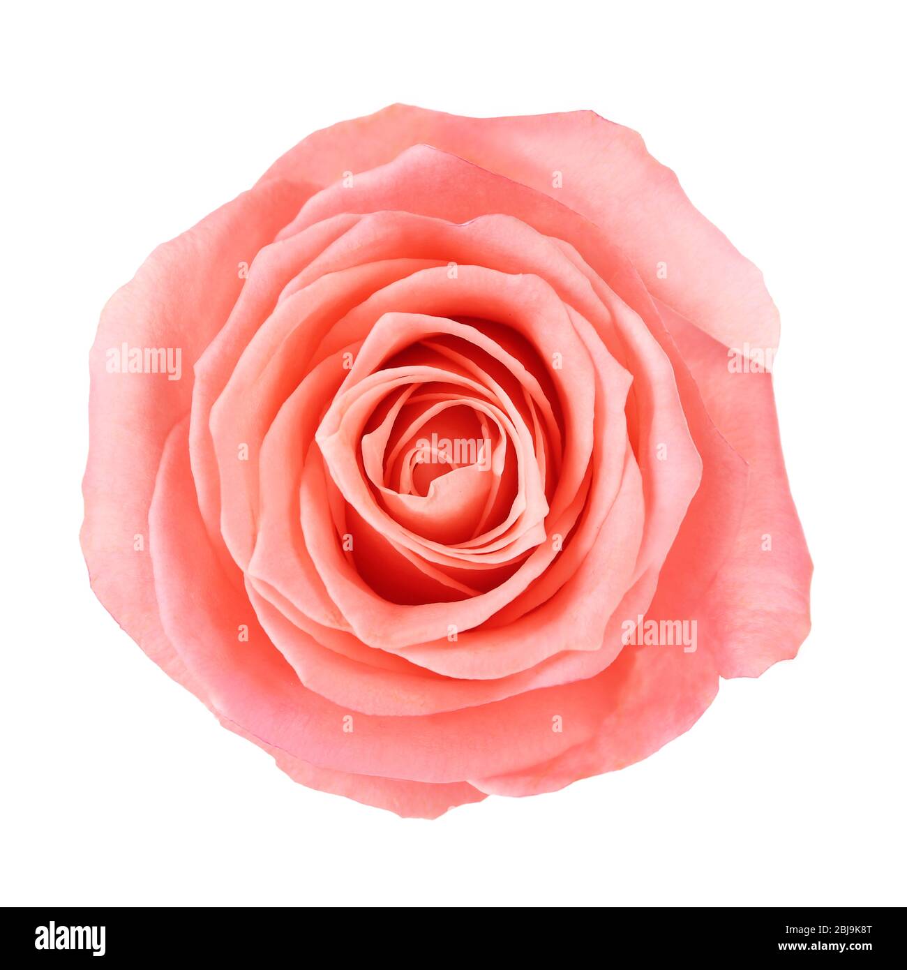 Pink Roses Cut Lovely fresh pink rose Cut Out Stock Images & Pictures - Alamy