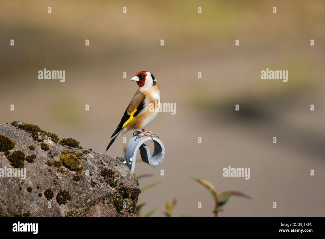 Goldfinch (Carduelis carduelis) is a delicate small finch that has a sandy brown body and distinctive yellow bar along its wings. Stock Photo