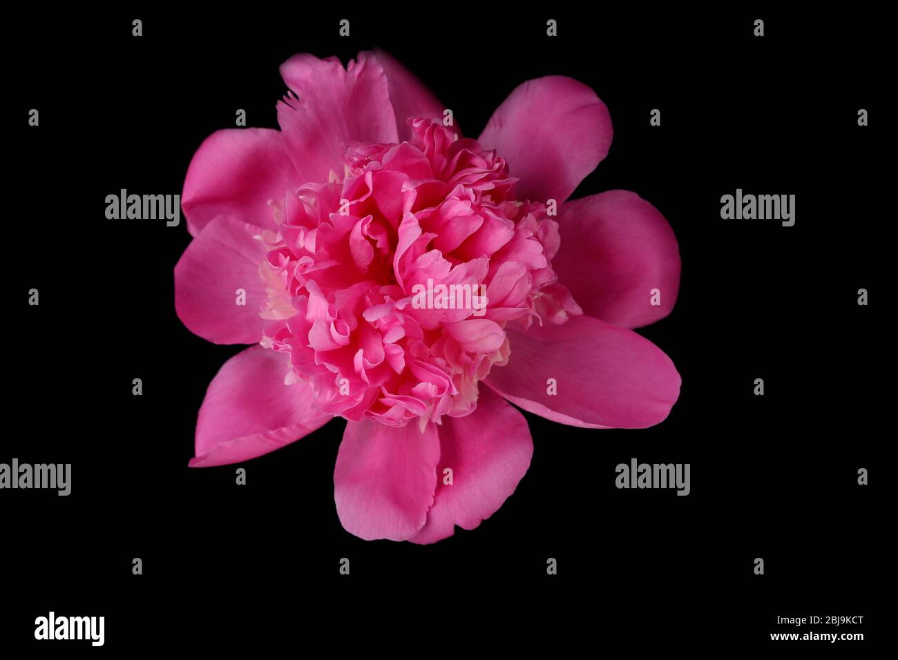 Pink Peony On Black Background Stock Photo Alamy