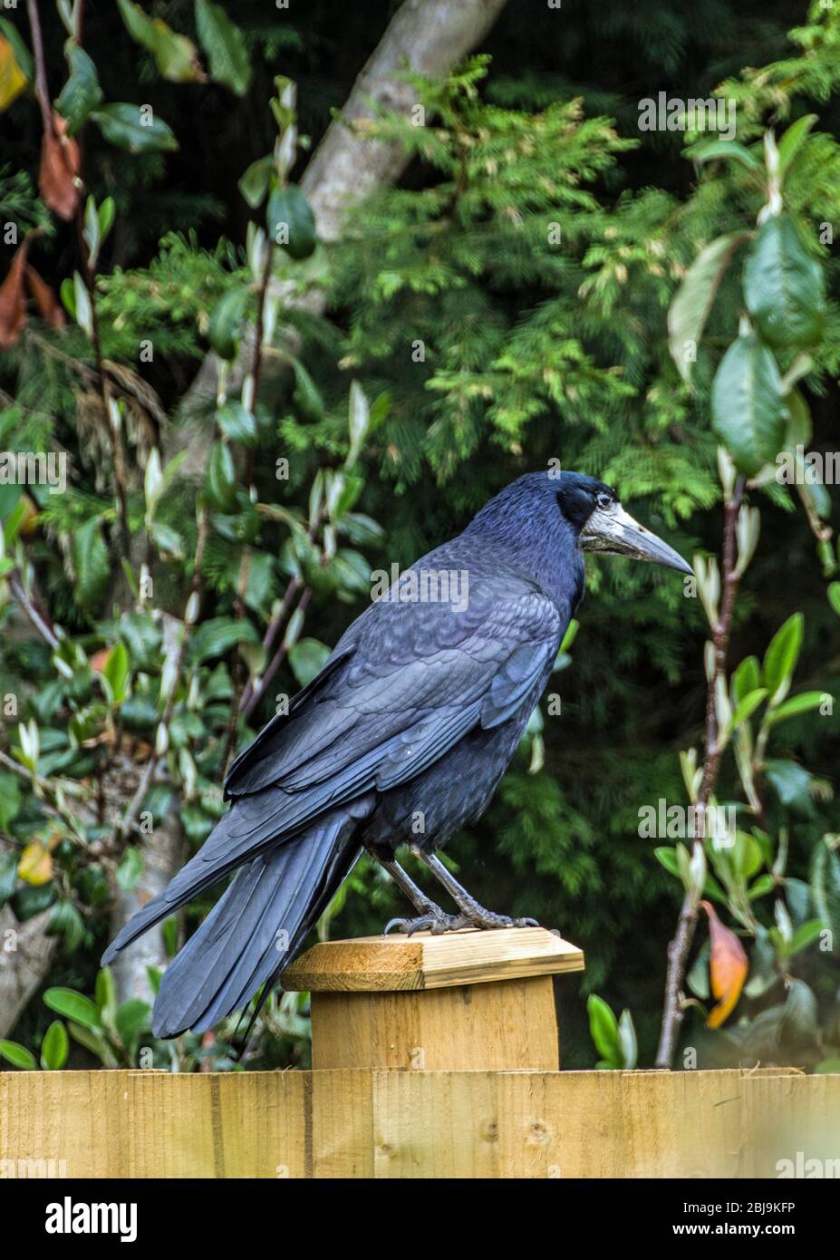 The Rook, Corvus frugilegus, in a back garden in April, Spring Time. A large member of the crow family it is easily identified by its white beak Stock Photo