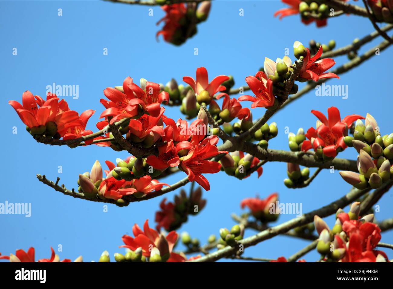 Silk Cotton Flowers, Locally Known as Shimul. The Flower Blooms During