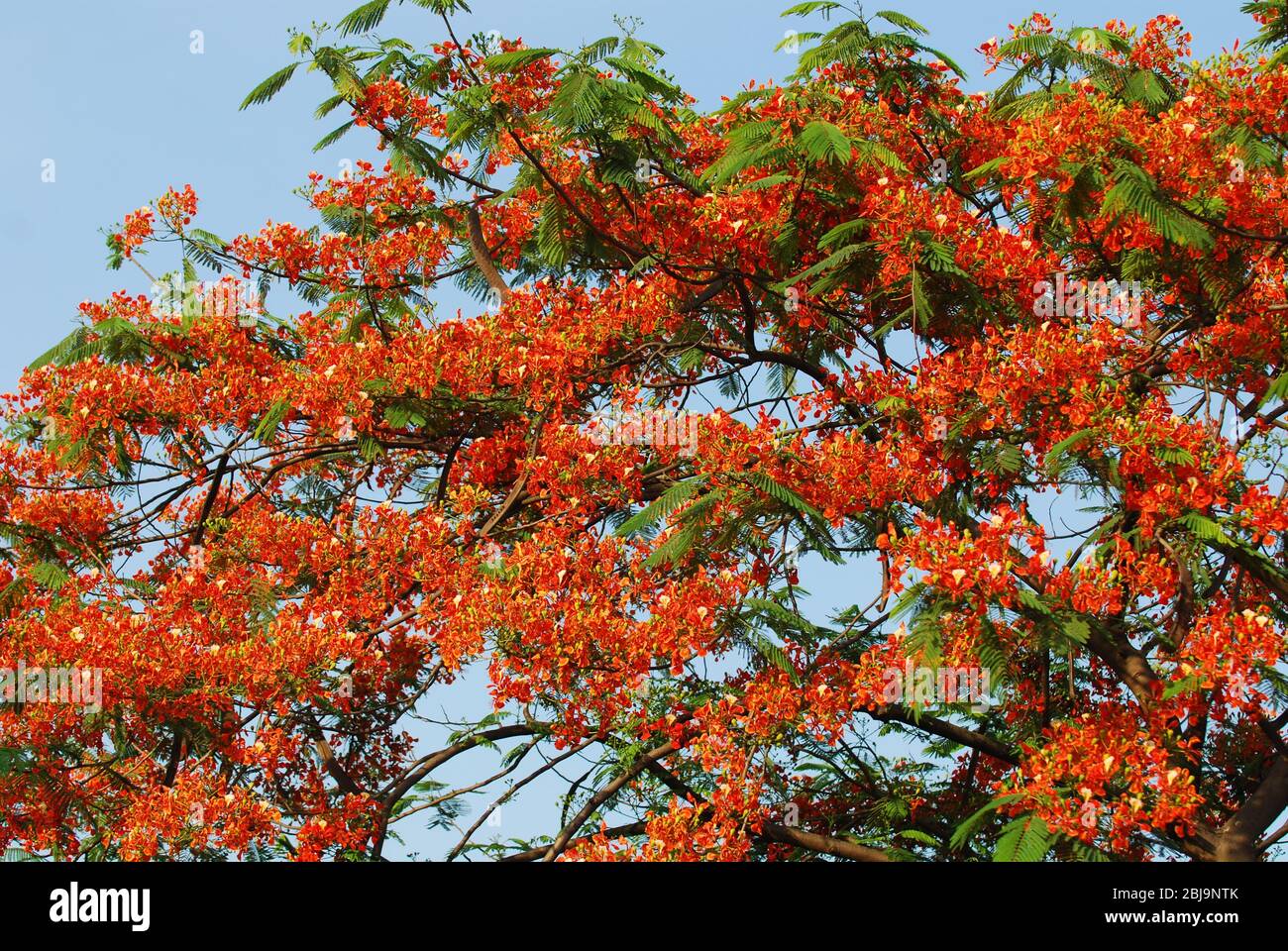 Peacock Flowers, Summer Flower in Summer Season Krishnachura Delonix Regia is blooming. Poinciana Tree in Dhaka, Bangladesh, 21st May 2019. Stock Photo