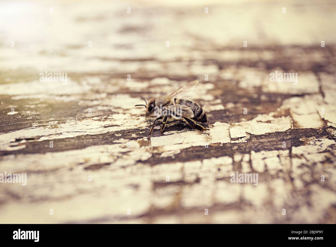 Bee sting view honeybee hi-res stock photography and images - Alamy