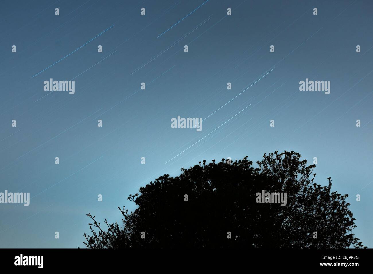 Star trails over a tree at night Stock Photo