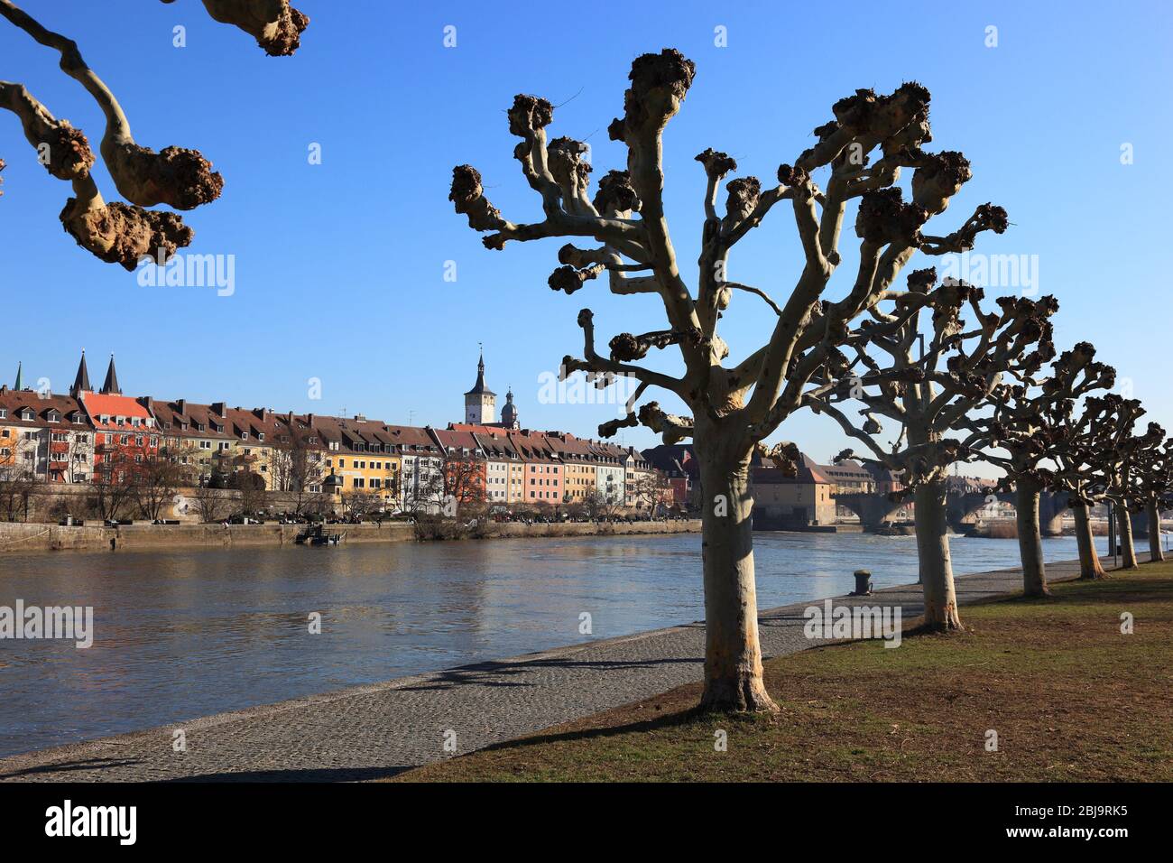 Tree cut, cut plane trees, Platanus, here on the banks of the Main in Würzburg, Lower Franconia, Bavaria, Germany  /  Baumschnitt, geschnittene Platan Stock Photo