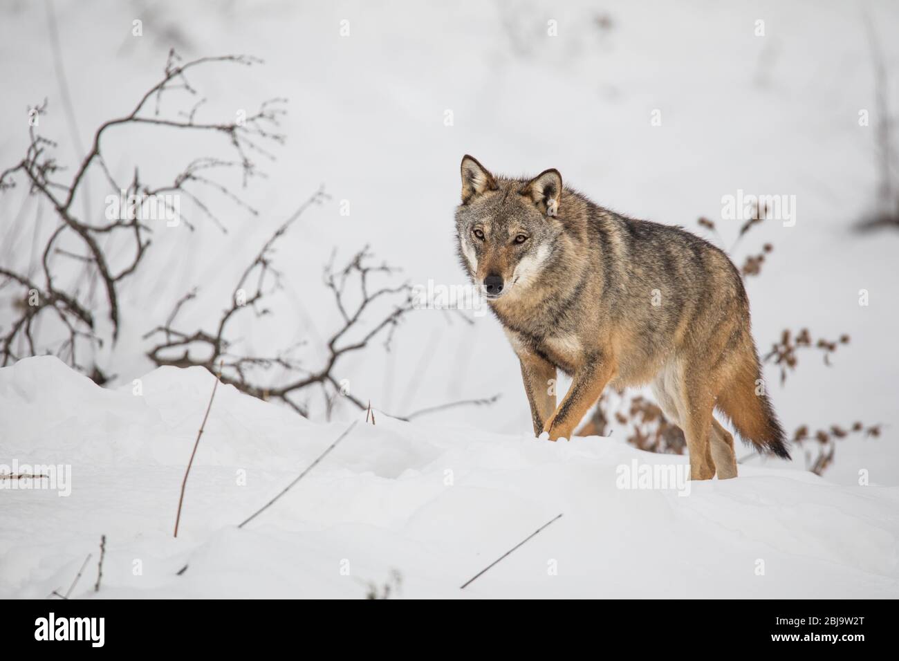 Canis lupus Italicus - Wolf wolves snow Stock Photo