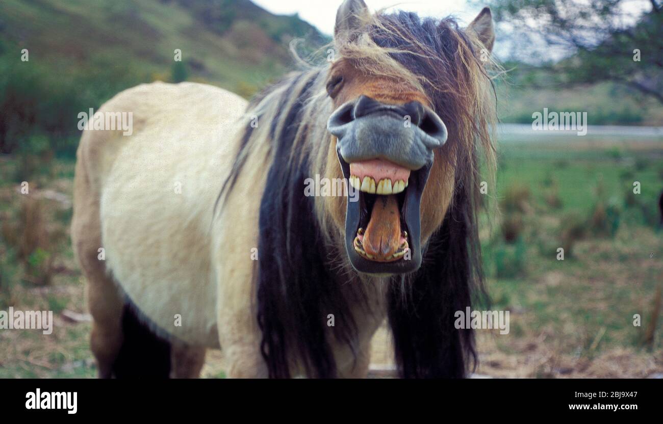 Scottish Highland Pony Stock Photo