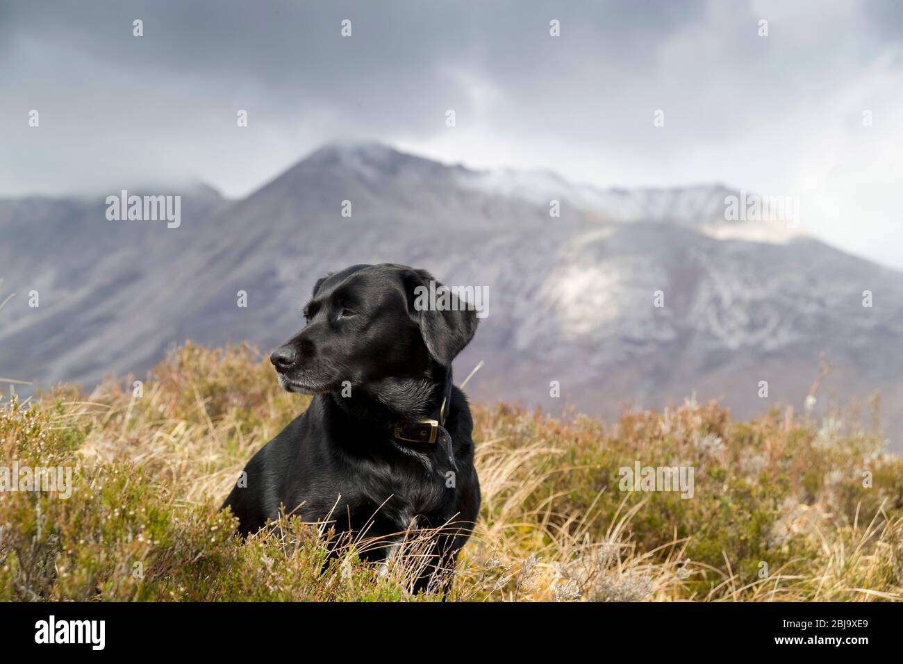 serene black labrador with mountain backdrop Stock Photo