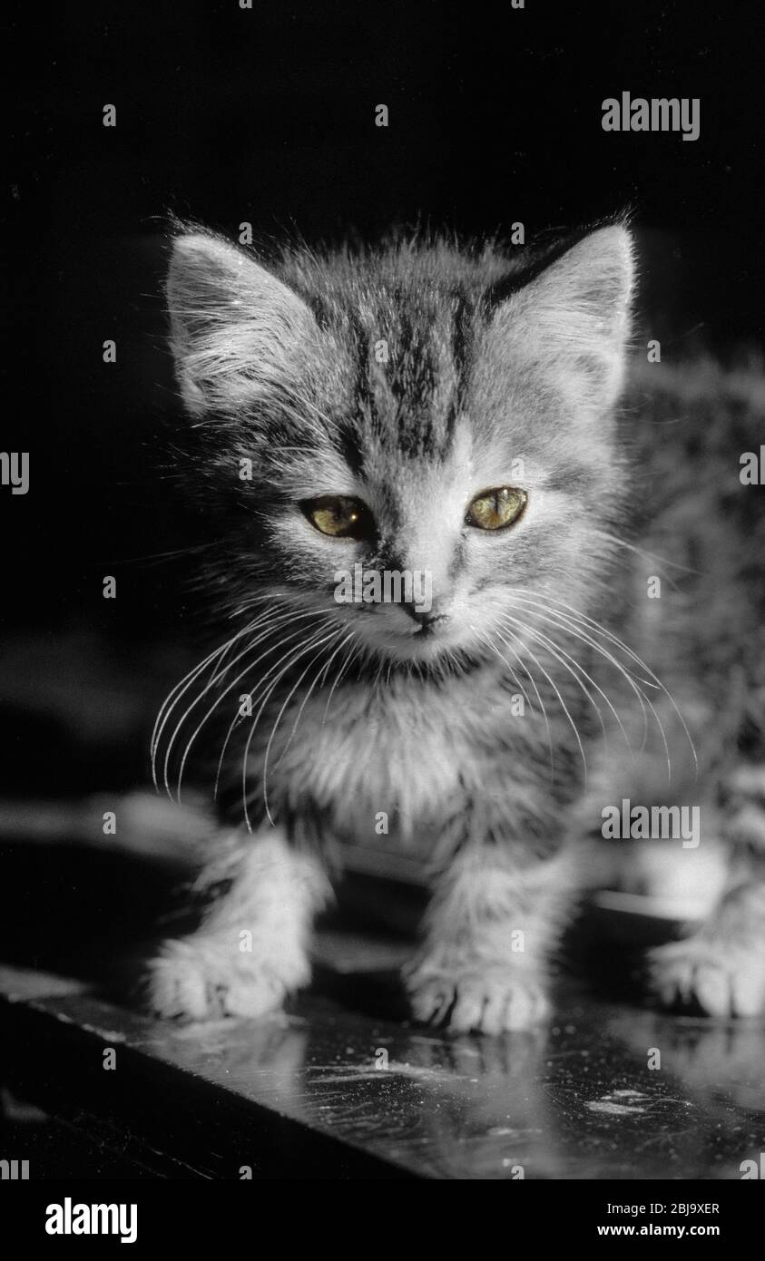 cute kitten Stock Photo
