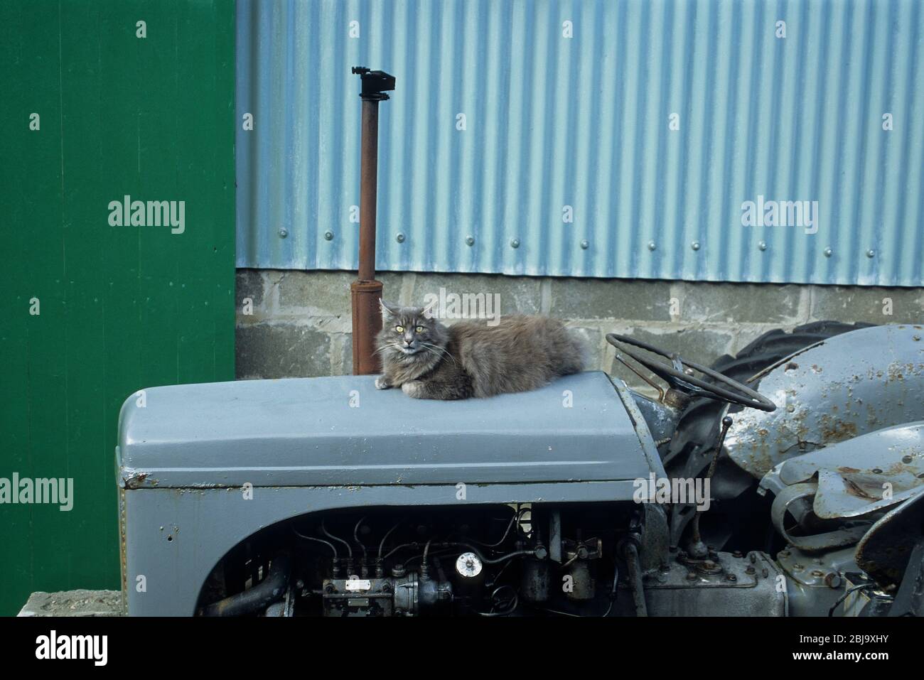 Furry fat cat chilling out on top of an old grey farm tractor in the Scottish highlands.jpg Stock Photo