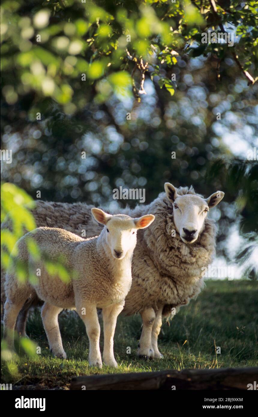 Scottish sheep in situ Stock Photo