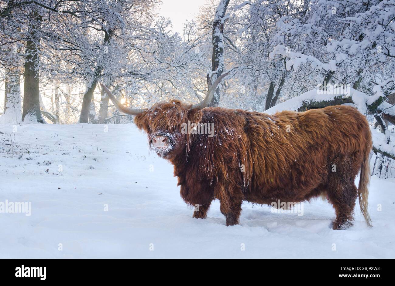 The Scottish Highland cattle breed in snow Stock Photo
